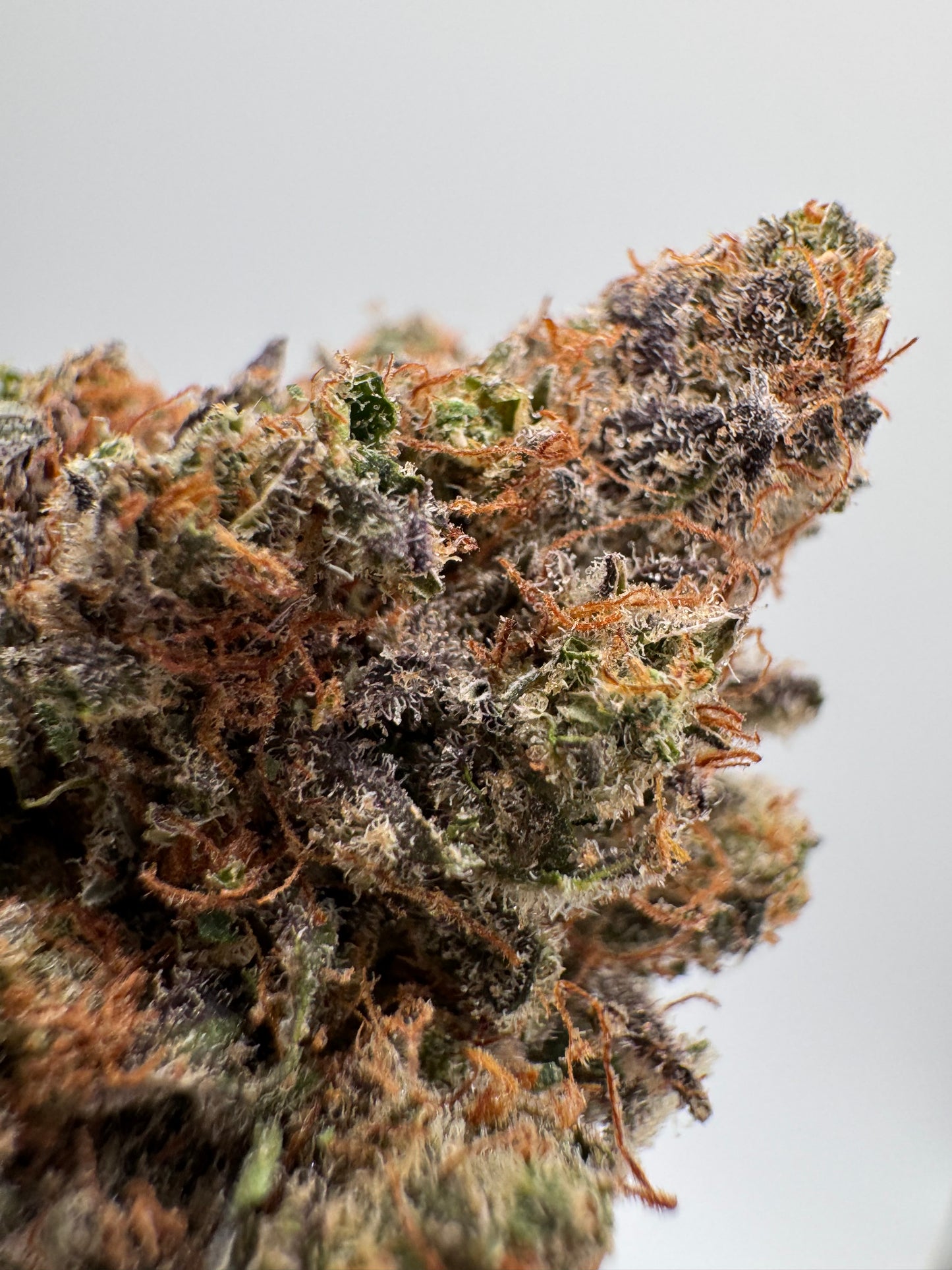 Cogollo de Flor Aromática de CBD al 52% · HOLANDESA HIDROPONICA