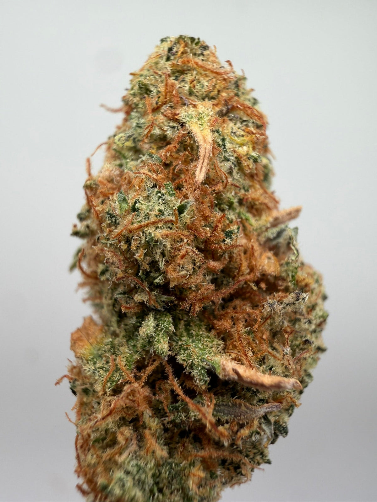 Mini buds CBD Amnesia x OG Kush californiana – GreenWitch, tienda CBD en Jaén (foto 1)