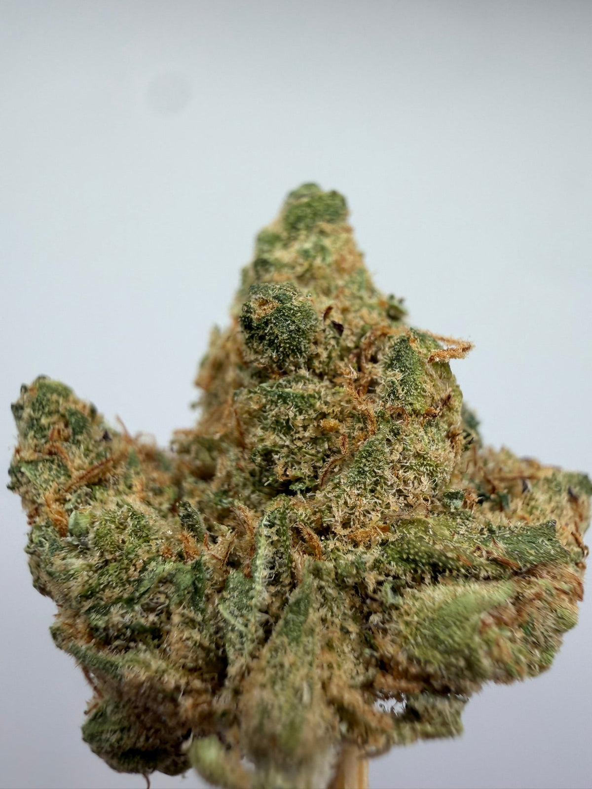 Mini buds CBD Amnesia hidropónicos – GreenWitch, tienda CBD en Jaén (foto 1)