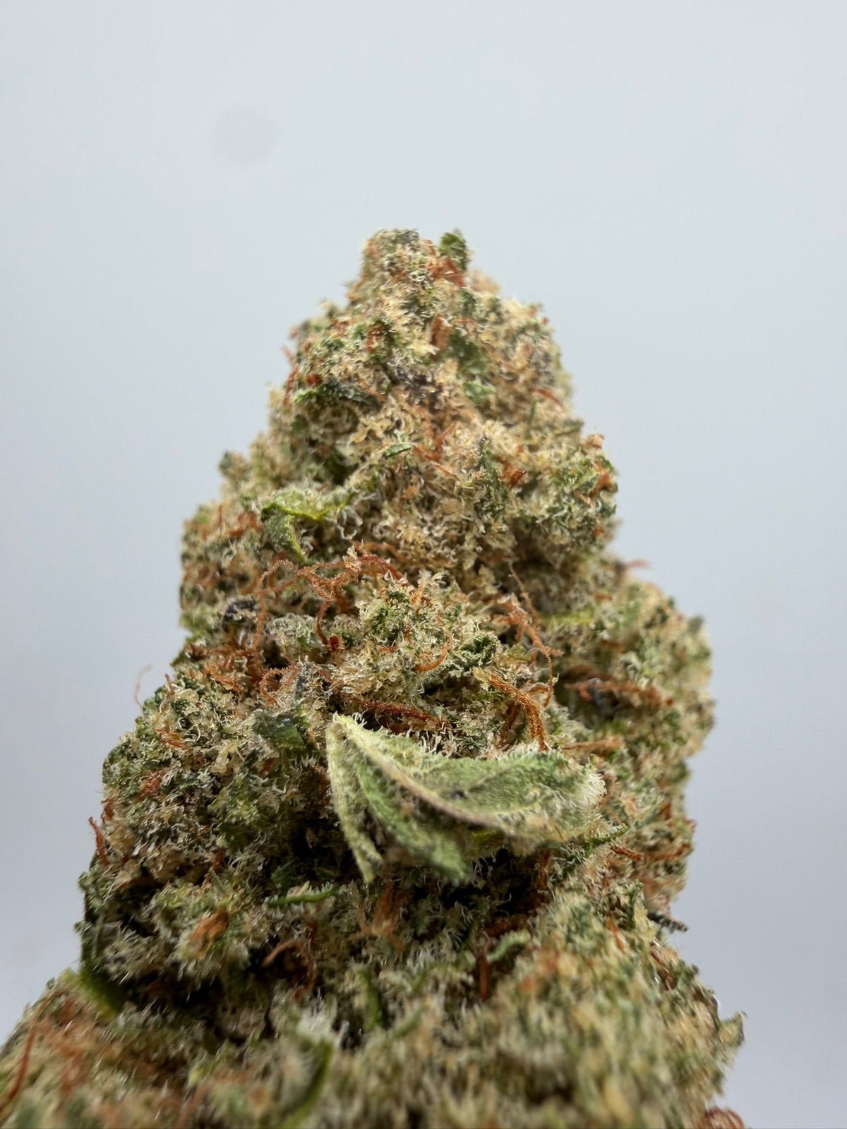 Flor CBD Cheese californiana – GreenWitch, tienda CBD en Jaén (foto 1)